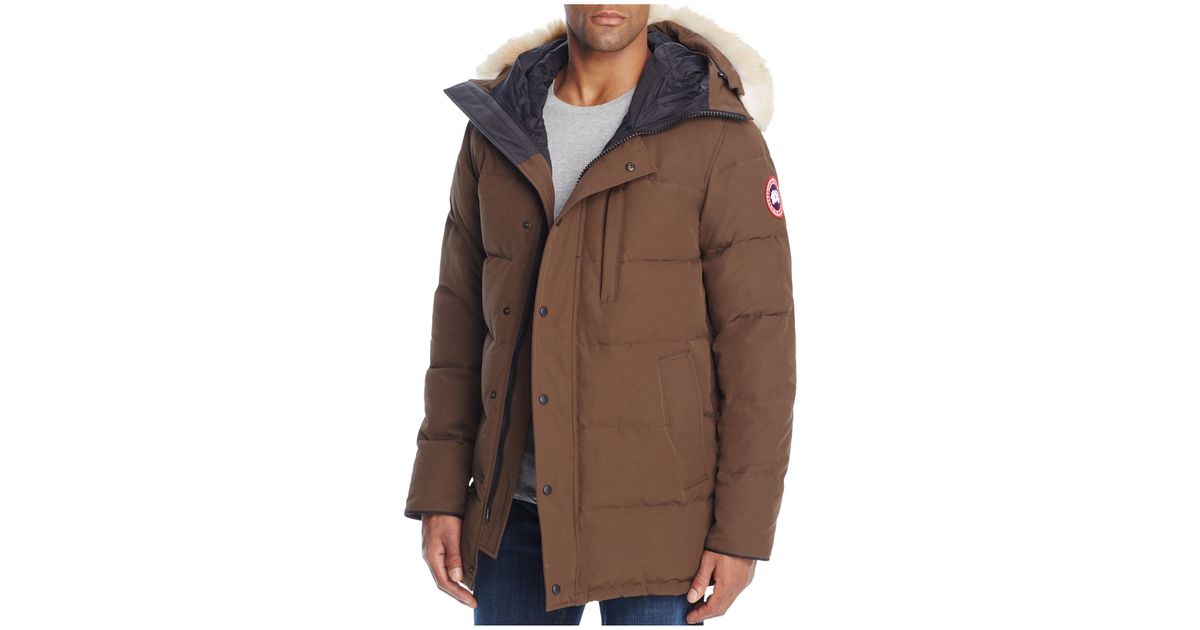 canada goose brown canada goose brown